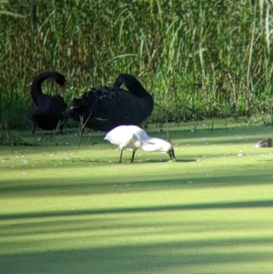 Platalea regia at Splitters Creek, NSW - 9 Jan 2022 08:52 AM