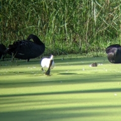 Platalea regia at Splitters Creek, NSW - 9 Jan 2022 08:52 AM
