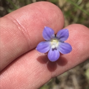 Wahlenbergia multicaulis at Cotter River, ACT - 29 Dec 2021