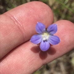 Wahlenbergia multicaulis (Tadgell's Bluebell) at Cotter River, ACT - 29 Dec 2021 by Tapirlord