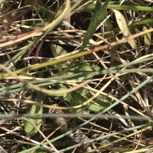 Wahlenbergia multicaulis at Cotter River, ACT - 29 Dec 2021