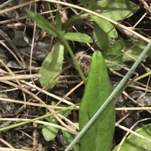 Wahlenbergia multicaulis at Cotter River, ACT - 29 Dec 2021