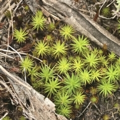 Polytrichaceae sp. (family) (A moss) at Cotter River, ACT - 29 Dec 2021 by Tapirlord