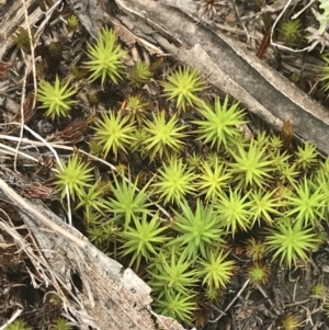Polytrichaceae at Cotter River, ACT - 29 Dec 2021