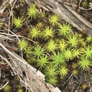 Polytrichaceae at Cotter River, ACT - 29 Dec 2021