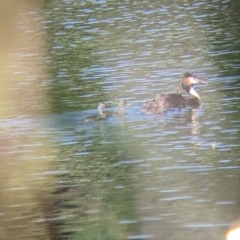 Podiceps cristatus (Great Crested Grebe) at Wonga Wetlands - 8 Jan 2022 by Darcy