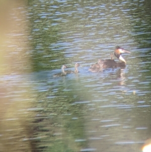 Podiceps cristatus at Splitters Creek, NSW - 9 Jan 2022 09:07 AM