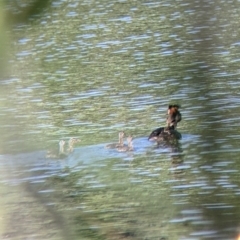 Podiceps cristatus at Splitters Creek, NSW - 9 Jan 2022 09:07 AM