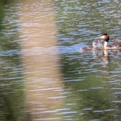 Podiceps cristatus at Splitters Creek, NSW - 9 Jan 2022 09:07 AM