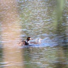 Podiceps cristatus at Splitters Creek, NSW - 9 Jan 2022 09:07 AM