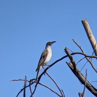 Philemon citreogularis (Little Friarbird) at Wonga Wetlands - 8 Jan 2022 by Darcy