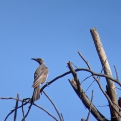 Philemon citreogularis at Splitters Creek, NSW - 9 Jan 2022 09:14 AM