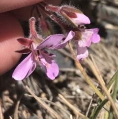 Pelargonium australe (Austral Stork's-bill) at Cotter River, ACT - 29 Dec 2021 by Tapirlord