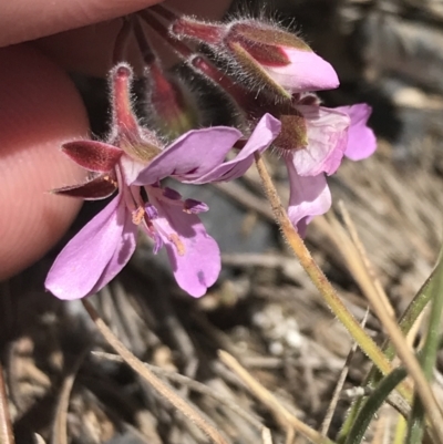 Pelargonium australe (Austral Stork's-bill) at Bimberi Nature Reserve - 29 Dec 2021 by Tapirlord