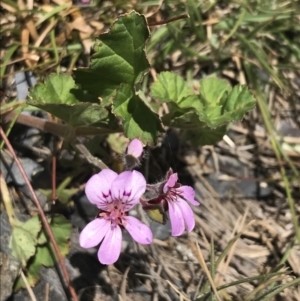 Pelargonium australe at Cotter River, ACT - 29 Dec 2021