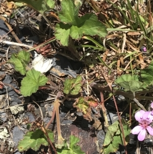 Pelargonium australe at Cotter River, ACT - 29 Dec 2021