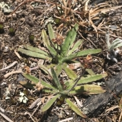 Plantago hispida (Hairy Plantain) at Brindabella, NSW - 29 Dec 2021 by Tapirlord