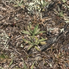 Plantago hispida at Brindabella, NSW - 29 Dec 2021 01:21 PM