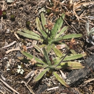 Plantago hispida at Brindabella, NSW - 29 Dec 2021 01:21 PM