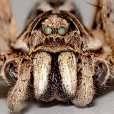 Tasmanicosa godeffroyi (Garden Wolf Spider) at Jerrabomberra, NSW - 23 Nov 2021 by MarkT