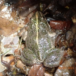 Limnodynastes tasmaniensis at Kambah, ACT - 9 Jan 2022