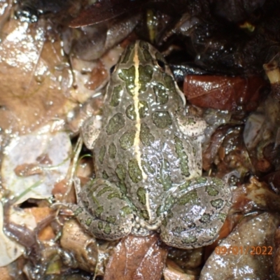 Limnodynastes tasmaniensis (Spotted Grass Frog) at Kambah, ACT - 9 Jan 2022 by Ozflyfisher