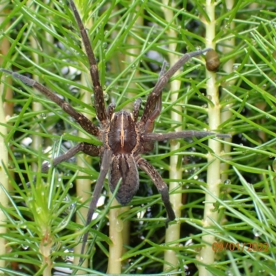 Dolomedes sp. (genus) (Fishing spider) at Kambah, ACT - 9 Jan 2022 by Ozflyfisher