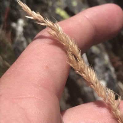 Deyeuxia sp. (A Bent Grass) at Brindabella, NSW - 29 Dec 2021 by Tapirlord