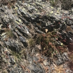 Deyeuxia sp. at Brindabella, NSW - 29 Dec 2021