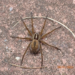 Dolomedes sp. (genus) (Fishing spider) at Kambah, ACT - 9 Jan 2022 by Ozflyfisher