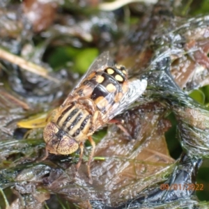 Eristalinus punctulatus at Kambah, ACT - 9 Jan 2022