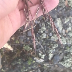 Rytidosperma pallidum (Red-anther Wallaby Grass) at Brindabella, NSW - 29 Dec 2021 by Tapirlord