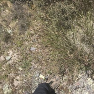 Rytidosperma pallidum at Bimberi Nature Reserve - 29 Dec 2021