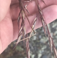 Rytidosperma pallidum at Bimberi Nature Reserve - 29 Dec 2021