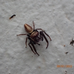 Opisthoncus grassator (Jumping spider) at Kambah, ACT - 9 Jan 2022 by FeralGhostbat