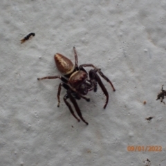 Opisthoncus grassator (Jumping spider) at Kambah, ACT - 8 Jan 2022 by Ozflyfisher