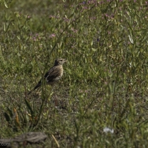 Anthus australis at Lake George, NSW - 30 Dec 2021