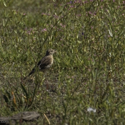 Anthus australis (Australian Pipit) at Lake George, NSW - 30 Dec 2021 by BIrdsinCanberra