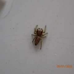 Opisthoncus sp. (genus) (Opisthoncus jumping spider) at Kambah, ACT - 9 Jan 2022 by FeralGhostbat