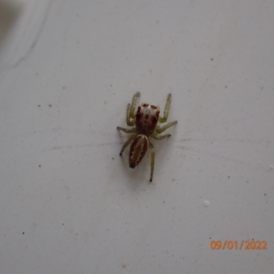 Opisthoncus sp. (genus) (Opisthoncus jumping spider) at Kambah, ACT - 9 Jan 2022 by FeralGhostbat