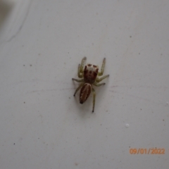 Unidentified Jumping & peacock spider (Salticidae) (TBC) at Kambah, ACT - 9 Jan 2022 by Ozflyfisher