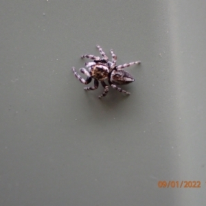 Maratus scutulatus at Kambah, ACT - 9 Jan 2022 10:56 AM