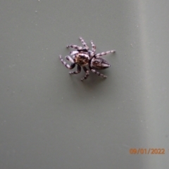 Unidentified Jumping & peacock spider (Salticidae) (TBC) at Kambah, ACT - 8 Jan 2022 by Ozflyfisher