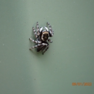 Maratus scutulatus at Kambah, ACT - 9 Jan 2022 10:56 AM