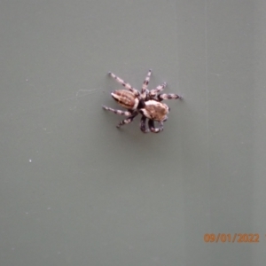 Maratus scutulatus at Kambah, ACT - 9 Jan 2022 10:56 AM