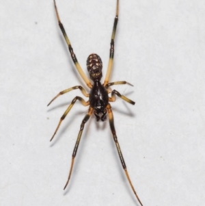 Steatoda sp. (genus) at Jerrabomberra, NSW - suppressed