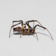 Steatoda sp. (genus) at Jerrabomberra, NSW - suppressed