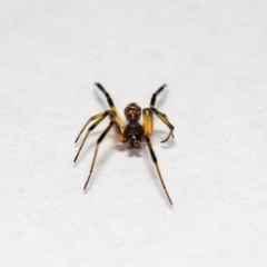 Steatoda sp. (genus) at Jerrabomberra, NSW - suppressed