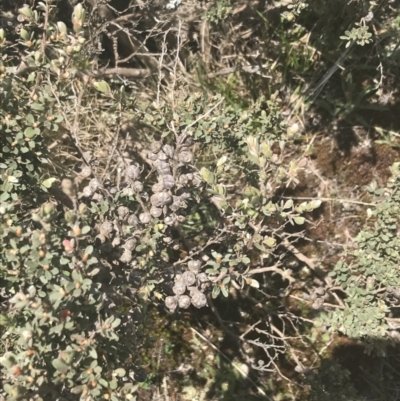 Leptospermum micromyrtus (Button Tea-tree) at Bimberi Nature Reserve - 29 Dec 2021 by Tapirlord