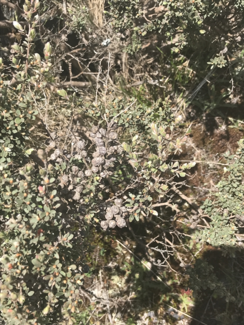 Leptospermum micromyrtus at Brindabella, NSW - 29 Dec 2021